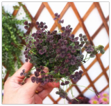 Trifolium Repens Seed Purple Shamrock Clover (Color: 6)