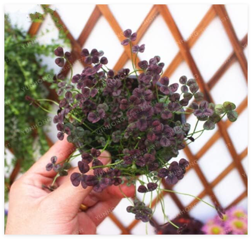 Trifolium Repens Seed Purple Shamrock Clover (Color: 6)