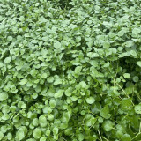 Watercress Seeds | Crisp, Tender & Sweet Leaves, Fast-Growing Aquatic Herb, Nutrient-Rich Vegetable