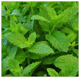 Mojito Mint Seeds Non-GMO Herb or 4 -7 Live Seeds