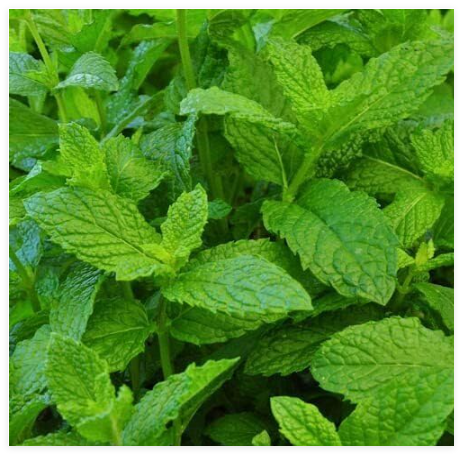 Mojito Mint Seeds Non-GMO Herb or 4 -7 Live Seeds