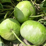 Millstone Bottle Gourd Seeds – High-quality ornamental variety, sun-loving, easy to grow, ideal for carving and pyrography