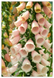 Peach Foxglove Seeds, Apricot Foxgloves, Heirloom Flower Seed, Tall Spikes