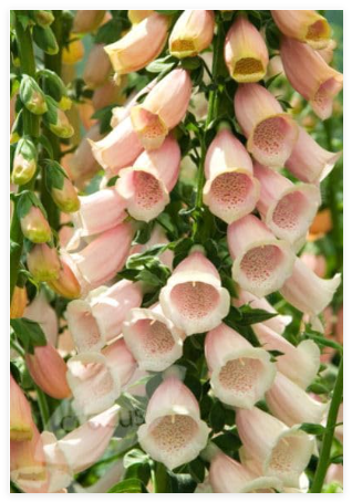 Peach Foxglove Seeds, Apricot Foxgloves, Heirloom Flower Seed, Tall Spikes