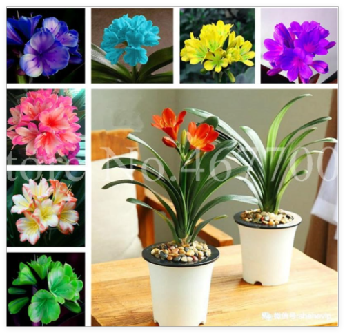 Seed Clivia Indoor Rare Rainbow Clivia Flowers Potted Plants Dedicated Windowsill Perennial Flower for Garden Decor
