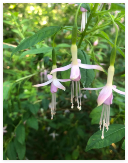 Hardy Fuchsia magellanica VAR. molinae Maidens Blush Fuchsia Seeds