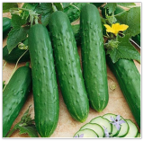 Saladmore Bush Cucumber Seeds