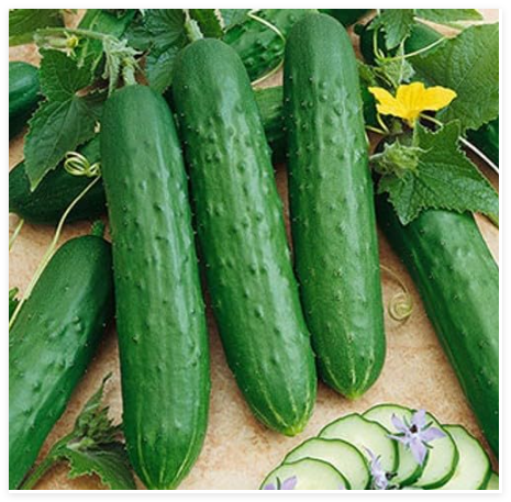 Saladmore Bush Cucumber Seeds