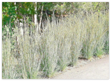 Little BLUESTEM Seeds Native Prairie Grass Ornamental Perennial Fall Colors