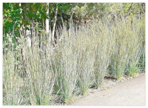 Little BLUESTEM Seeds Native Prairie Grass Ornamental Perennial Fall Colors