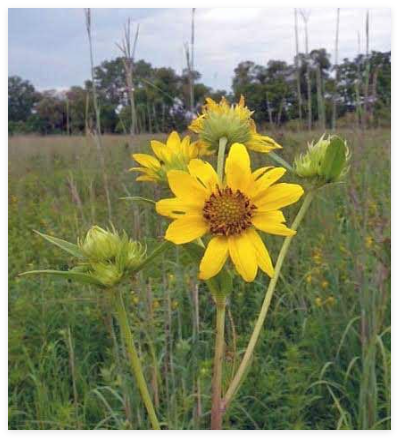 Helianthus giganteus | Giant Tall Sunflower Seeds