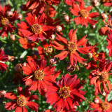 Red Plains Coreopsis Seeds – Sanvitalia Procumbens, Annual Flower, Low-Maintenance Plant for Lawn Edges & Flower Borders