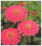 Zinnia Benary Giant Salmon Rose Annual Seeds