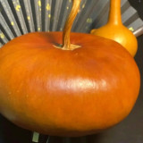 Millstone Bottle Gourd Seeds – High-quality ornamental variety, sun-loving, easy to grow, ideal for carving and pyrography