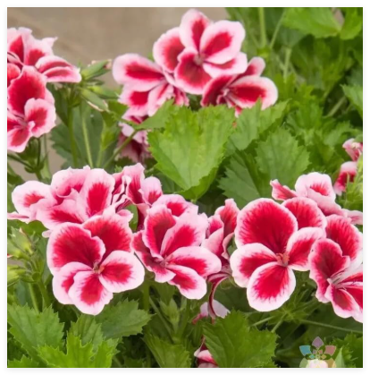 Martha Washington Geranium Seeds for Garden Planting