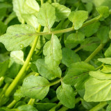 Watercress Seeds | Crisp, Tender & Sweet Leaves, Fast-Growing Aquatic Herb, Nutrient-Rich Vegetable