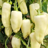 Specialty White Chili Pepper Seeds – Premium early-maturing variety, high-yielding, easy to grow, suitable for all growers