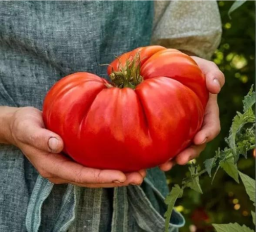 Giant Beefsteak Tomato Seeds - Huge - Heirloom - - Non GMO Fresh