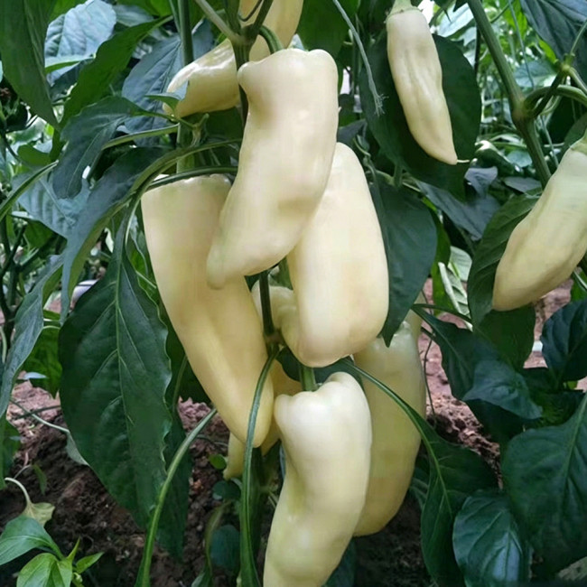 Specialty White Chili Pepper Seeds – Premium early-maturing variety, high-yielding, easy to grow, suitable for all growers