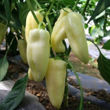 Specialty White Chili Pepper Seeds – Premium early-maturing variety, high-yielding, easy to grow, suitable for all growers
