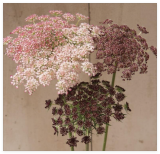 Dara Daucus Queen Anne's Lace Seeds