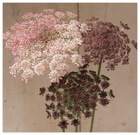 Dara Daucus Queen Anne's Lace Seeds