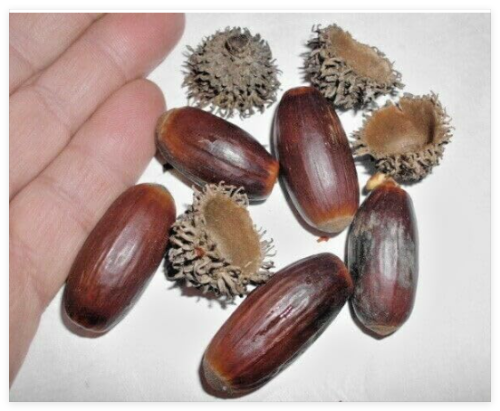 Cork Oak Acorns Seeds - Quercus suber