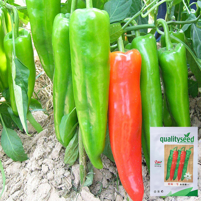 Hongyun No.1 F1 Sweet Pepper Seeds – Early Maturing, High Yield, Disease Resistant, Crisp & Sweet