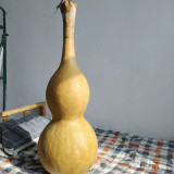 Extra Large Waist Gourd Seeds – Easy to grow, low maintenance, multi-purpose, suitable for all growers