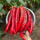 Hongyun No.1 F1 Sweet Pepper Seeds – Early Maturing, High Yield, Disease Resistant, Crisp & Sweet
