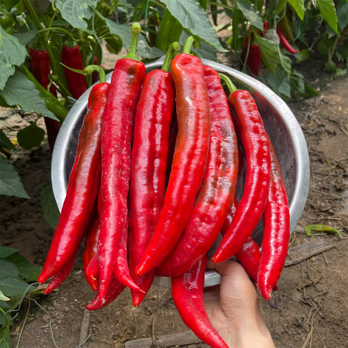 Hongyun No.1 F1 Sweet Pepper Seeds – Early Maturing, High Yield, Disease Resistant, Crisp & Sweet