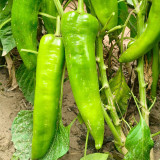 Hongyun No.1 F1 Sweet Pepper Seeds – Early Maturing, High Yield, Disease Resistant, Crisp & Sweet