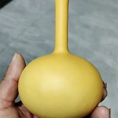 Small Long-handled Gourd Seeds – Easy-to-Grow Annual Climber for Shade & Ornamental Use