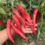 Hongyun No.1 F1 Sweet Pepper Seeds – Early Maturing, High Yield, Disease Resistant, Crisp & Sweet