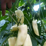 Specialty White Chili Pepper Seeds – Premium early-maturing variety, high-yielding, easy to grow, suitable for all growers