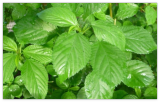 Egyptian Spinach Seeds Saluyot, Green Jute Variety, Molokhia Seeds