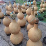 Extra Large Waist Gourd Seeds – Easy to grow, low maintenance, multi-purpose, suitable for all growers
