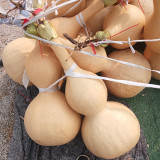 Extra Large Waist Gourd Seeds – Easy to grow, low maintenance, multi-purpose, suitable for all growers