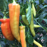 Hongyun No.1 F1 Sweet Pepper Seeds – Early Maturing, High Yield, Disease Resistant, Crisp & Sweet