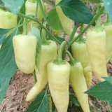 Specialty White Chili Pepper Seeds – Premium early-maturing variety, high-yielding, easy to grow, suitable for all growers