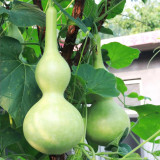 Extra Large Waist Gourd Seeds – Easy to grow, low maintenance, multi-purpose, suitable for all growers