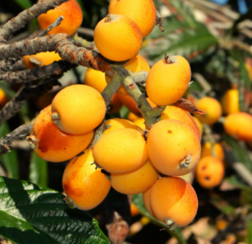 Loquat Tree Seeds Eriobotrya Japonica Chinese Pipa Japanese
