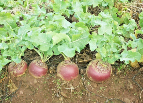 Purple TOP Rutabaga Seeds Organic Spring Fall Vegetable Garden Container