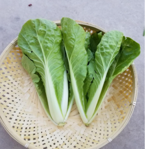 Chinese Cabbage Seeds, bok Choy Seeds, pak Choi Seeds