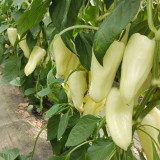 Specialty White Chili Pepper Seeds – Premium early-maturing variety, high-yielding, easy to grow, suitable for all growers