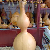 Extra Large Waist Gourd Seeds – Easy to grow, low maintenance, multi-purpose, suitable for all growers