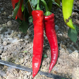 Hongyun No.1 F1 Sweet Pepper Seeds – Early Maturing, High Yield, Disease Resistant, Crisp & Sweet