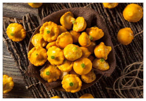Early Yellow Bush Patty Pan Scallop Squash Seeds | Pattypan Vegetable Seeds