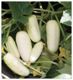 Salt & Pepper Cucumber Seeds/Organic/Pickling Cucumbers