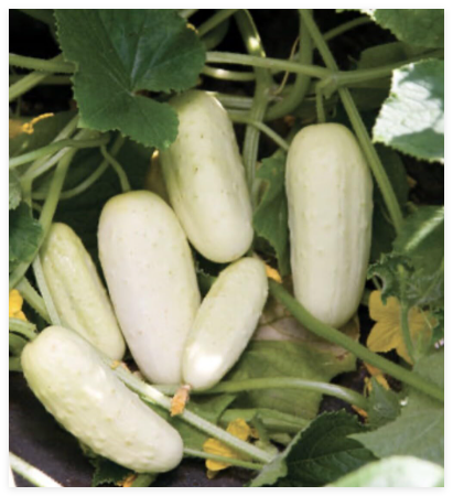 Salt & Pepper Cucumber Seeds/Organic/Pickling Cucumbers
